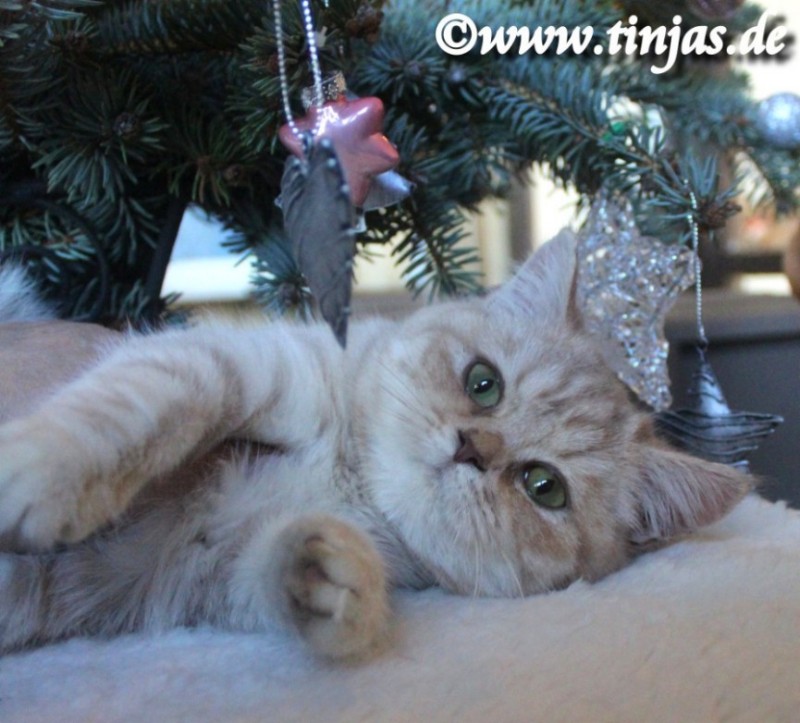 Britisch Kurzhaar Kitten fawn silver tabby</A>